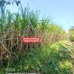 Tanah Dijual Murah di Poros Jalan Raya Palwadak Bululawang Kabupaten Malang