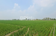 Tanah Sawah Subur di plumpang, selatan perempatan Kunir, Tanggungan, Plumpang, Tuban